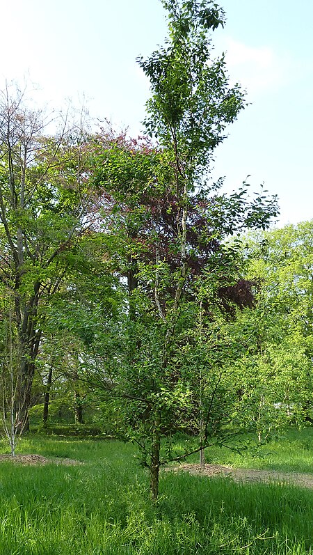 Tập_tin:Betula_davurica_arboretum_Breuil_2.jpg