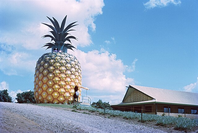 Big Pineapple, 1972