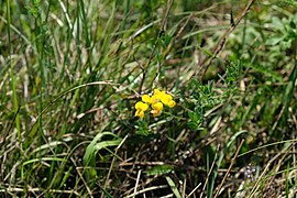 Cytisus Pseudoprocumbens nei Magredi di San Quirino