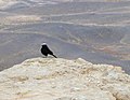 Bird The Ramon Crater (Makhtesh Ramon).jpg