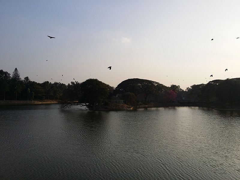 File:Birds Returning to their nests.jpg