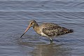 * Nomination Black-tailed godwit (Limosa limosa) --Charlesjsharp 10:01, 8 September 2022 (UTC) * Promotion  Support Good quality. --Jsamwrites 15:04, 8 September 2022 (UTC)