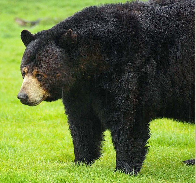 File:Black bear at Woburn Safari Park.jpg