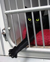 In the US and Canada, the day focuses on animal rescue Black cat Animal Rescue GalawebDesign.jpg