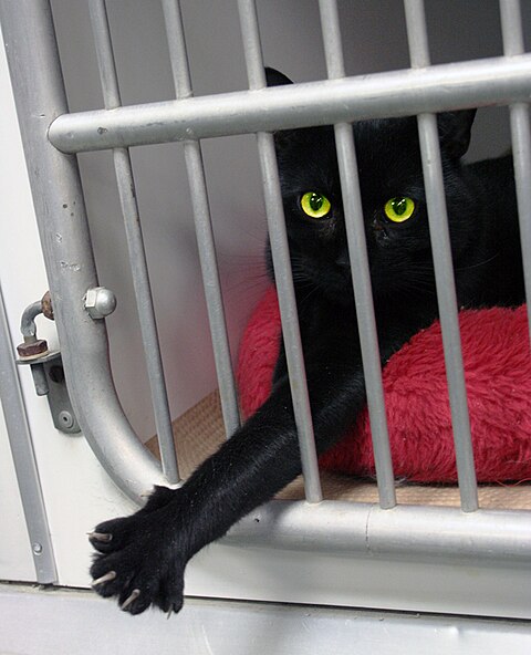 Black cat Animal Rescue GalawebDesign.jpg
