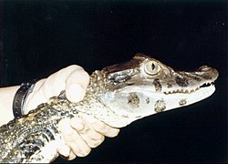 caiman negru