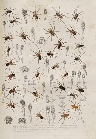 <i>Hypomma</i> Genus of spiders