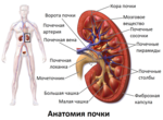 Миниатюра для Почка человека