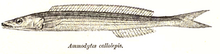 Ammodytes callolepis.