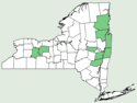Blephilia ciliata NY-dist-map.png