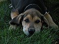 Bloodhound Rescue Puppy.JPG