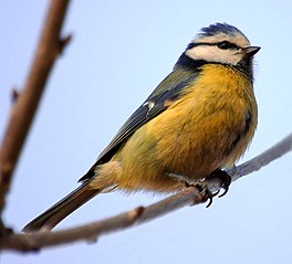 Blaumieske (Cyanistes caeruleus')