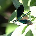 Blå jungfruslända (Calopteryx virgo) - Beautiful demoiselle-1326 - Flickr - Ragnhild & Neil Crawford.jpg