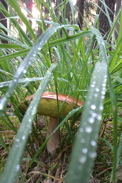 File:Boletus badius IMAG3092.jpg