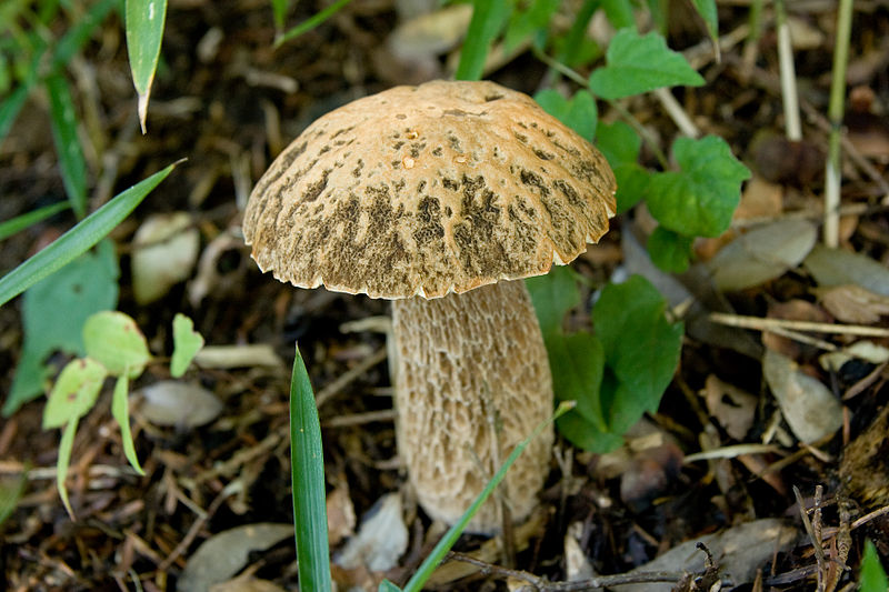 File:Boletus reticulatus 02.jpg