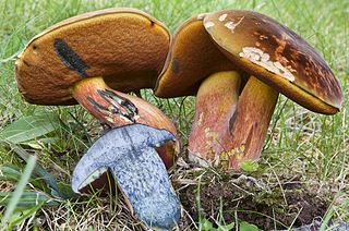 <i>Boletus subvelutipes</i>