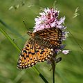 Braunfleckiger Perlmuttfalter (Boloria selene)