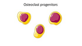 Bone degrading cells - Osteoclast progenitors -- Smart-Servier.jpg