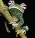 Boophis anjanaharibeensis.jpg