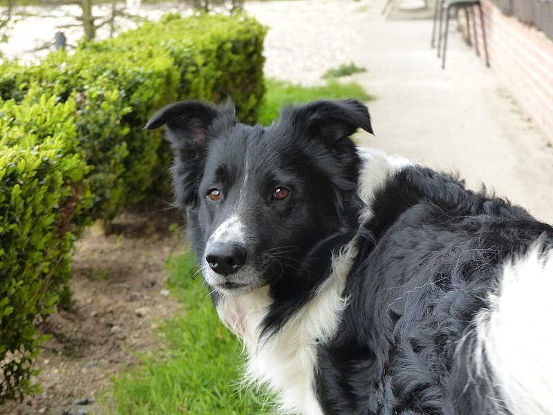 File:Border Collie noir et blanc de 4 ans.jpg