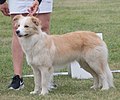 Border Collie, show line, fawn & white