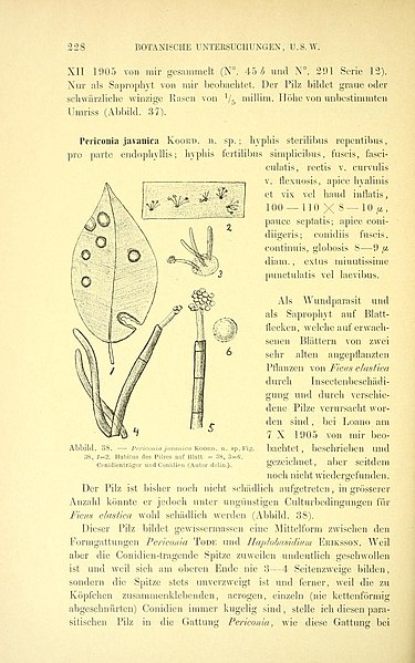 File:Botanische Untersuchungen über einige in Java vorkommende Pilze, besonders über Blätter bewohnende, parasitisch auftretende Arten (Page 228) BHL3885948.jpg