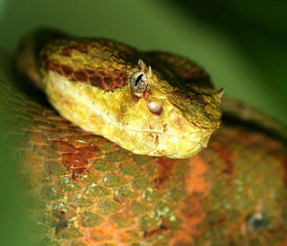 <i>Bothriechis supraciliaris</i> Species of snake