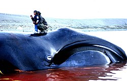 Bowhead whale caught in Igloolik, Nunavut in 2002 Bowhead Whale 2002-08-10.jpg