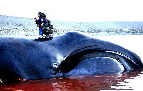 Een door Inuit gedode Groenlandse walvis. De baleinen en de vorm van de kaak zijn hier goed te zien.