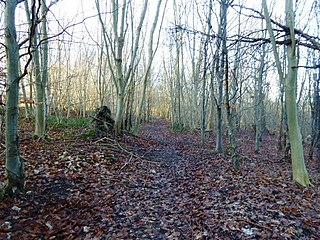 Bradnam Wood