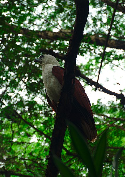 File:Brahminy Kite portrait in Ninoy Aquino Parks and Wildlife Center.jpg