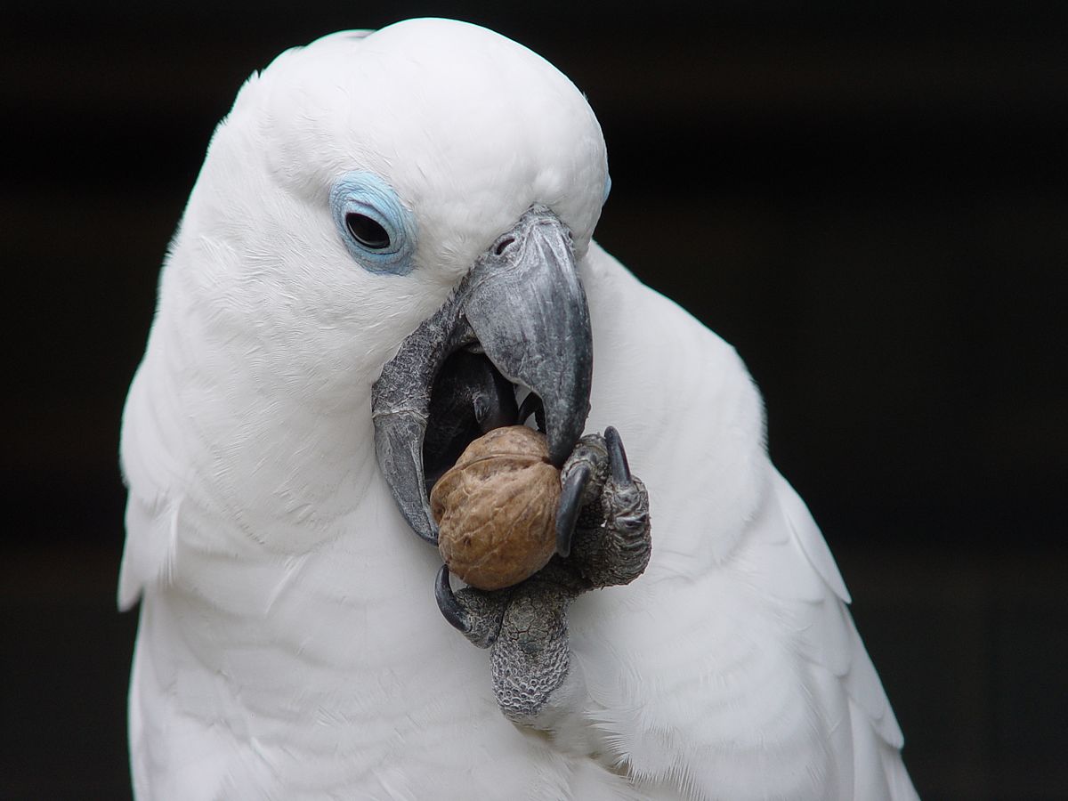 Vẹt Cockatoo - Tổng quan về dòng vẹt mào siêu đẹp