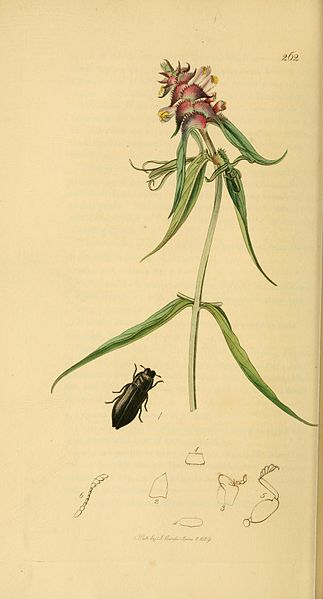 File:Britishentomologyvolume2Plate262.jpg