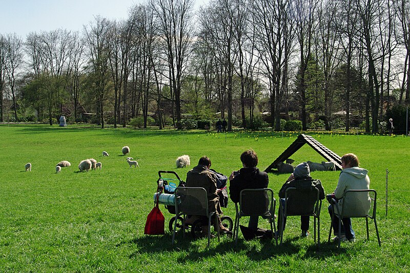 File:Britzer garten schafe kucken in der grossstadt.jpg