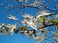 Brosen fruittree flowers.jpg, located at (13, 28)