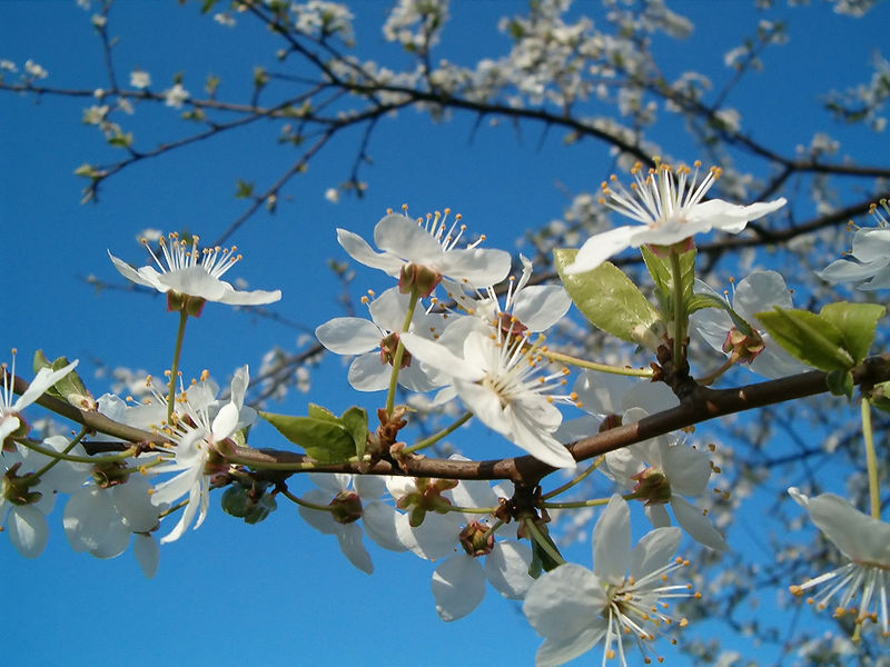 File:Brosen fruittree flowers.jpg