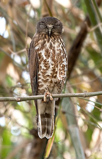 Ninox scutulata