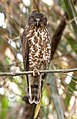 Brown hawk owl