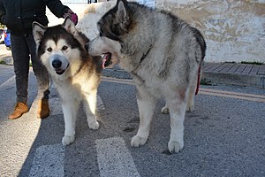 Alaskan Malamute