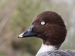 Female Common Goldeneye, Bucephala clangula