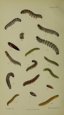 Fig 6 larva before last moult, 6a larva after last moult, 6b pupa Buckler W The larvae of the British butterflies and moths PlateLXIII.jpg