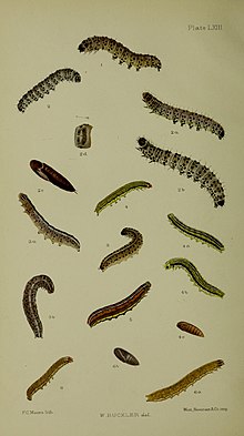 Buckler W The larvae of the British butterflies and moths PlateLXIII.jpg