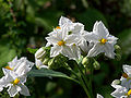 Janubiy Amerika ituzum turlari (Solanum bonariense)