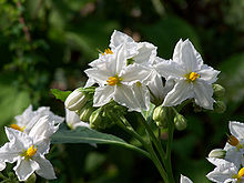 Solanum bonariense flower Buenos-Aires-Nachtschatten.jpg