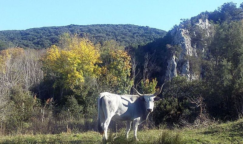 File:Bufalo al parco dell'Uccellina 2015.jpg