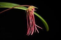 Bulbophyllum habrotinum J.J.Verm. & A.L.Lamb, Blumea 38 335 (1994) (33992783058).jpg