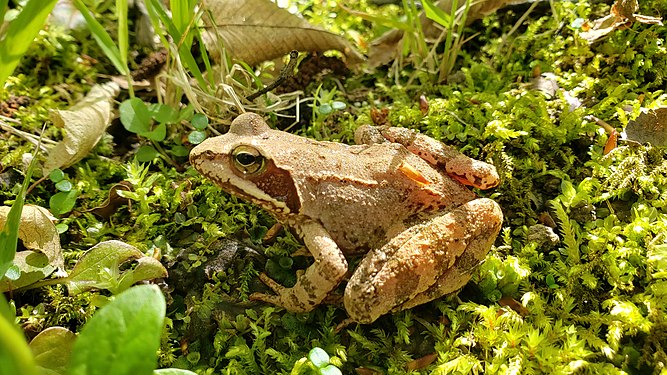 Agile frog (Rana dalmatina). Photograph: Marvic2409