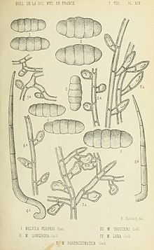 Plate XIV from Bulletin de la Societe mycologique de France, 1892 which includes an illustration of Meliola parenchymatica Gaillard Bulletin de la Societe mycologique de France (15436706404).jpg