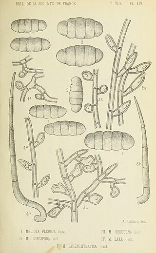 <i>Meliola</i> Genus of fungi