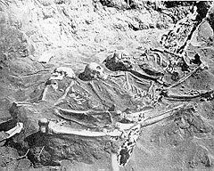 Skeletons of three warriors pierced by arrows uncovered at Burial Ridge. Burial Ridge Skeletons.jpg